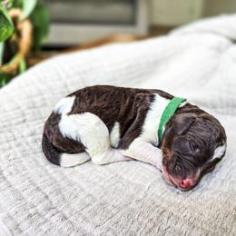 Nebo - Parti male Poodle puppy in Gaylord, Michigan from Dog Mom Co. Poodles