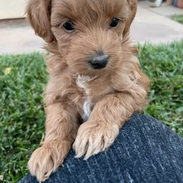 Maltipoo Puppies from Piper N Penny