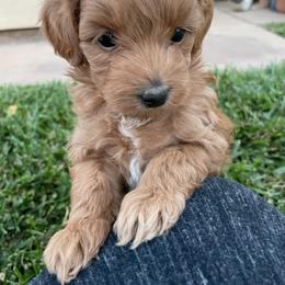 Maltipoo Puppies from Piper N Penny