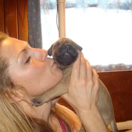 Great Dane Puppies from CAB Danes