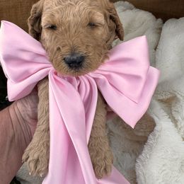 Misty - Apricot female Goldendoodle puppy in Aurora, Illinois from Chicago Goldendoodles