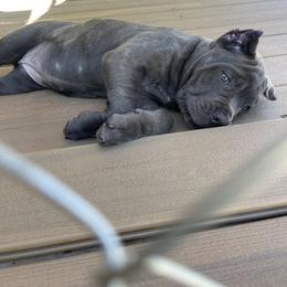 Cane Corso All Grown Up from Clear Creek