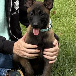 Blue collar boy - Mahogany male Belgian Malinois puppy in Citra, Florida from Dark malinois puppies for sale