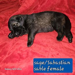Sugar - Sable female German Shepherd puppy in Florence, Alabama from Penley Shepherds