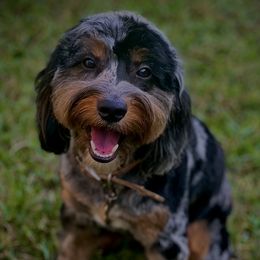 Boobell - Aussiedoodle