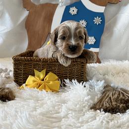 Yellow Collar Female - Red  female Goldendoodle puppy in Bradenton, Florida from Suncoast Goldendoodles