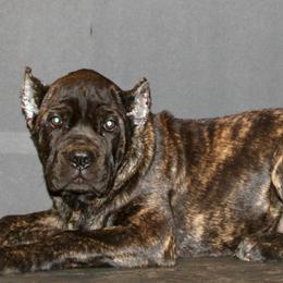 Red collar - Chestnut brindle female Cane Corso puppy in Atlanta, Georgia from Cane Corso’s of Atlanta