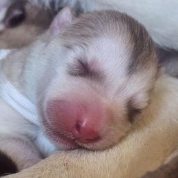 Sofie, white collar - Red and white female Alaskan Malamute puppy in Grayson County, Virginia from River Bend Malamutes