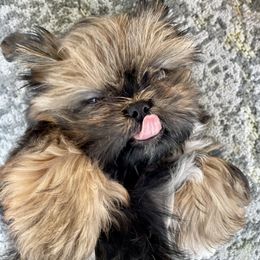Shih Tzu Puppies from Shih Tzus of Springboro (Ohio)