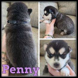 Penny - Black and white female Siberian Husky puppy in Merrill, Michigan from Haase Family Kennels