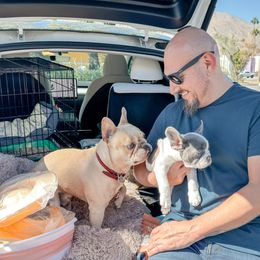 Dainty - Blue French Bulldog puppy in Redlands, California from You Winnie Some (Winnie's Blues & Lilacs)