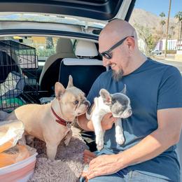 Dainty - Blue French Bulldog puppy in Redlands, California from You Winnie Some (Winnie's Blues & Lilacs)