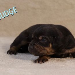 Judge - Black Catahoula Leopard Dog puppy in Trout, Louisiana from Diamond H Ranch