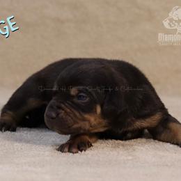 Judge - Black Catahoula Leopard Dog puppy in Trout, Louisiana from Diamond H Ranch