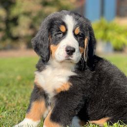 Titan 1 - Black rust and white male Bernese Mountain Dog puppy in Stone Creek, Ohio from Highland Meadows