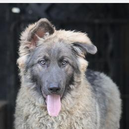 Smooch - Blue male German Shepherd puppy in Garrett, Indiana from Devil-Dog Shepherds