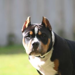 Johny Walker - Black tri-color male American Bully puppy in Jefferson, Ohio from Blue Fury's