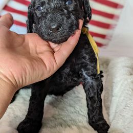 Poodle Puppies from Future Pioneers Farming