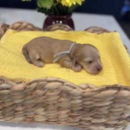Grey boy - Cream male Dachshund puppy in Fallon, Nevada from Silver State Dachshunds