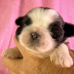 Girl 1 - female Shih Tzu puppy in Winston Salem, North Carolina from Little Miracles Shih Tzu