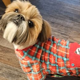 Maltese and Shih Tzus from Susan Wolan