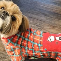 Maltese and Shih Tzus from Susan Wolan