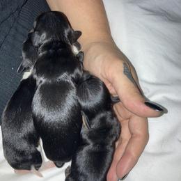 Dachshund Puppies from Dachshund Dad