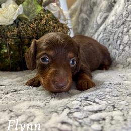 Flynn - Chocolate and tan male Dachshund puppy in Aiken, South Carolina from State Eight Dachshunds