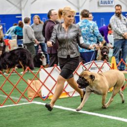 Bullmastiff Puppies from Amulet Bullmastiffs
