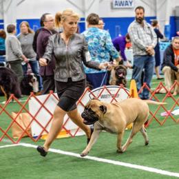 Bullmastiff Puppies from Amulet Bullmastiffs