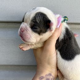 Girl 7 - Bulldog puppy in Sandy, Utah from K2I Bulldogs
