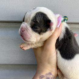 Girl 7 - Bulldog puppy in Sandy, Utah from K2I Bulldogs