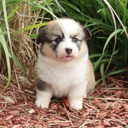 Millie - Red female Pembroke Welsh Corgi puppy in St. Charles, Iowa from Kim Boyle's Pembroke Welsh Corgis