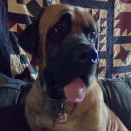 Axl - Mastiff