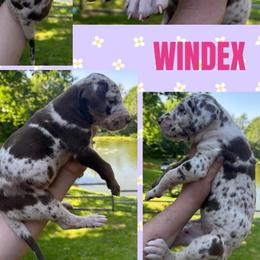 Windex - Chocolate female Great Dane puppy in Wellsville, New York from Prophecy Danes