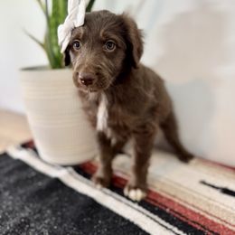 Firefly - Brown and white female Aussiedoodle puppy in Taylors, South Carolina from Aspen Mountain Doodles LLC