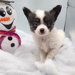 TOBY - White and black Papillon puppy in Spokane Valley, Washington from D and T's Papillons