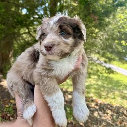 Aussiedoodle Puppies from Doodle Duo