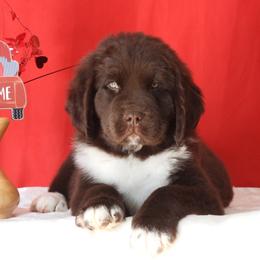 Newfoundland Puppies from Newfforu