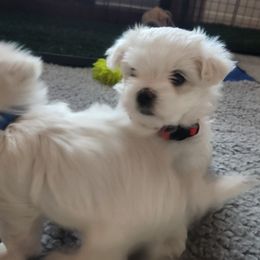 Maltese Puppies from Arizona Maltese Gems