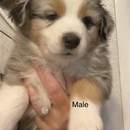 Miniature Australian Shepherd and Toy Australian Shepherd Puppies from Bit O' Bliss Farm LLC