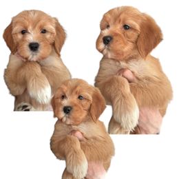 Michael Scott (The Office) - Goldendoodle puppy in Petoskey, Michigan from Petoskey Goldendoodles