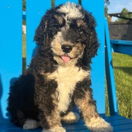 Conrad - Tri-color male Bernedoodle puppy in Battle Creek, Michigan from T-Rose’s Bernedoodle & Pomsky Puppies