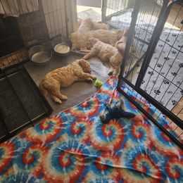 Double Doodle, Labradoodle, and Sheepadoodle Puppies from Mule Mountain Doodles