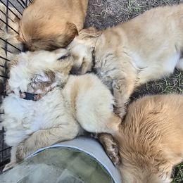 Golden Retriever Puppies from Stellar Acres Golden Retrievers
