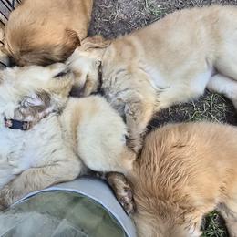 Golden Retriever Puppies from Stellar Acres Golden Retrievers