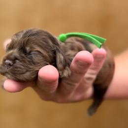 Lemon' Lime - Brown male Cocker Spaniel puppy in Advance, North Carolina from Rome & Reign Farm