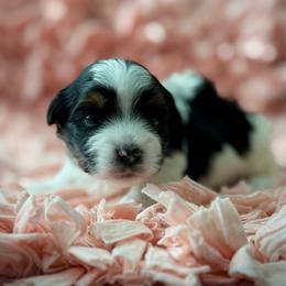 Boy 1 - Black tan and white male Biewer Terrier puppy in Lathrop, California from Forever Charmed