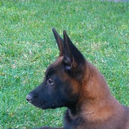 Korra - top female Malinois - Mahogany female Belgian Malinois puppy in Dallas, Texas from OreVis Malinois