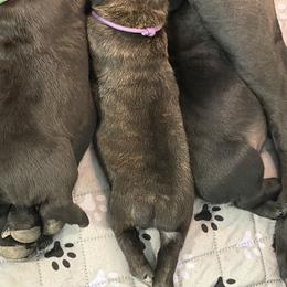Cane Corso Puppies from CANE CORSO DI DROGHEDA